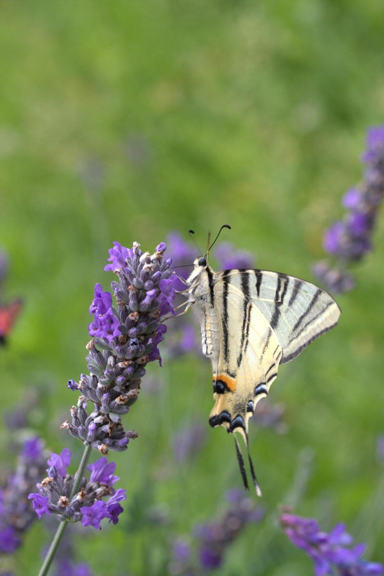 Agriturismo Ai Castioni Molveno Luaran gambar